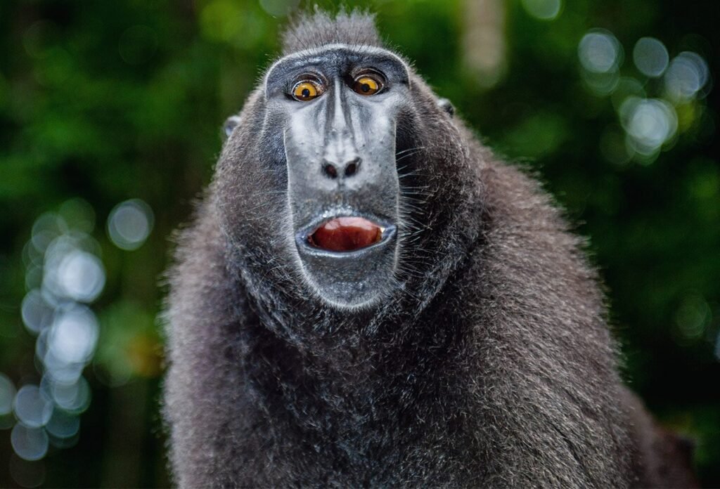 Макака – цікаві факти про життя, поведінку та середовище існування макака