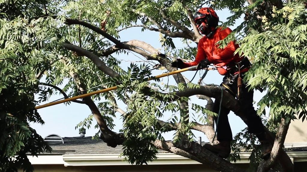 Tactical Trees: A Strategic Approach to Tree Services Tactical Trees