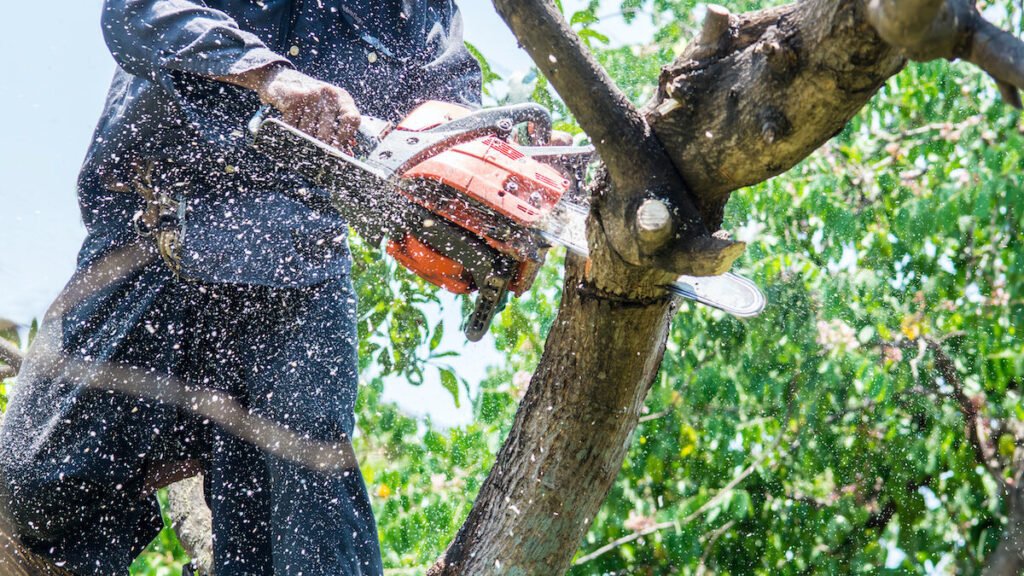BW Tree Removal