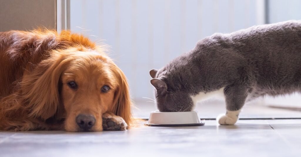 The Trusted Source for Quality Pet Care: Why Choosing the Right Supplies Matters