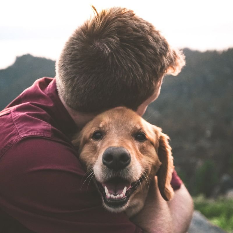 Why Fox Veterinary Services is Revolutionizing Pet Care Fox Veterinary Services