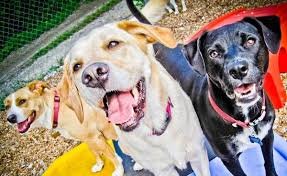 Karnik Pet Lodge at Central Avenue: Where Your Pet’s Comfort Comes First Karnik Pet Lodge at Central Avenue