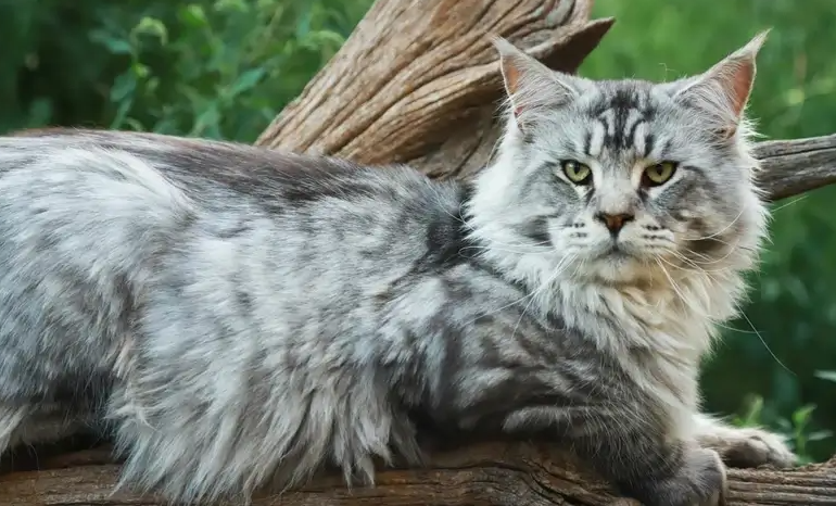 How to Take Stunning Pet Photos with Your Smartphone: Tips for Capturing Eye Color and Personality Eye Color